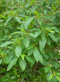 Sassafras