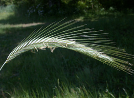 Cereal Rye