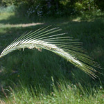 Cereal Rye Cereal Rye