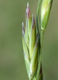 Tall Fescue