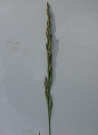 Tall Fescue