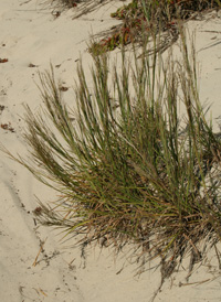 Coast Beard-grass