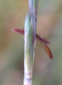 Coast Beard-grass