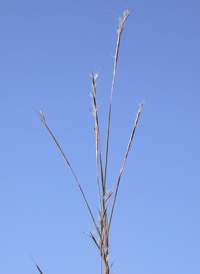 Little Beard-grass