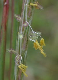 Little Beard-grass