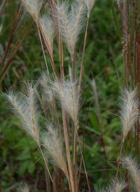 Little Beard-grass