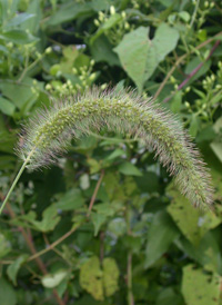 Nodding Bristle-grass