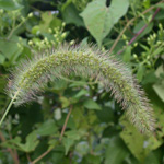 Nodding Bristle-grass Nodding Bristle-grass