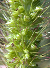 Nodding Bristle-grass