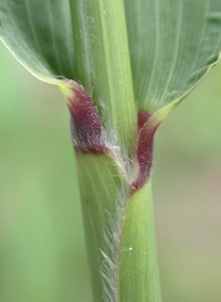 Foxtail Bristle-grass