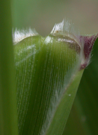 Foxtail Bristle-grass