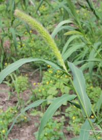 Foxtail Bristle-grass