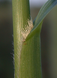 Giant Bristle-grass