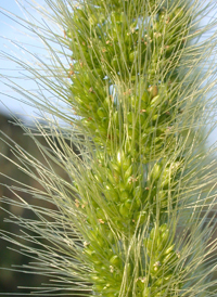 Giant Bristle-grass