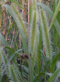 Giant Bristle-grass