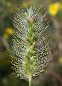 Perennial Bristle-grass