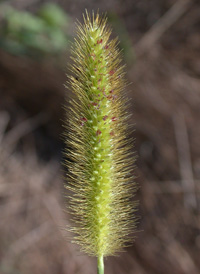 Yellow Bristle-grass