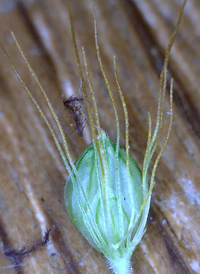 Yellow Bristle-grass