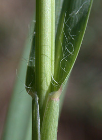 Yellow Bristle-grass