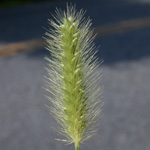Green Bristle-grass Green Bristle-grass