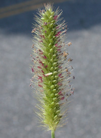 Green Bristle-grass