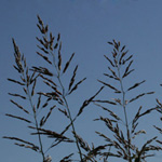 Johnson-grass Johnson-grass