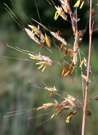 Yellow Indian-grass