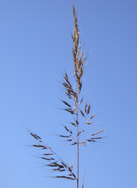 Yellow Indian-grass