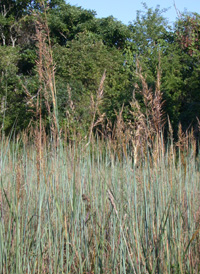 Yellow Indian-grass