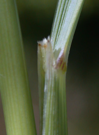 Yellow Indian-grass