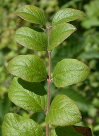 Coralberry