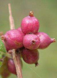 Coralberry