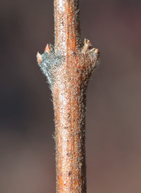 Coralberry