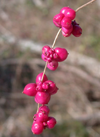 Coralberry