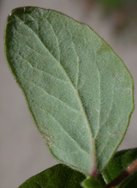 Coralberry