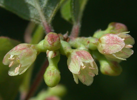 Coralberry