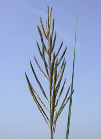 Large Cord-grass