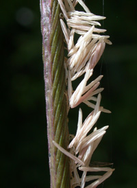 Salt-meadow Cord-grass