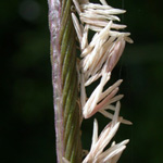 Salt-meadow Cord-grass