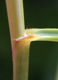 Salt-meadow Cord-grass