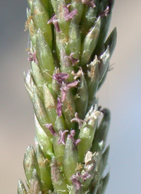 Dense Dropseed