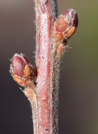 Bridalwreath Spiraea