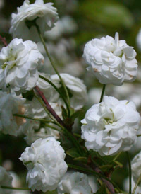 Bridalwreath Spiraea