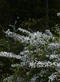 Bridalwreath Spiraea