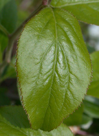 Bridalwreath Spiraea