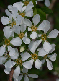 Thunberg's Spiraea