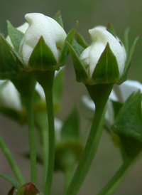 Thunberg's Spiraea