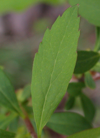 Thunberg's Spiraea