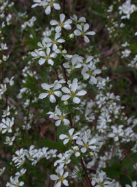 Thunberg's Spiraea