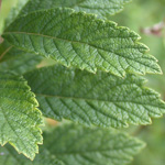 Steeplebush Steeplebush